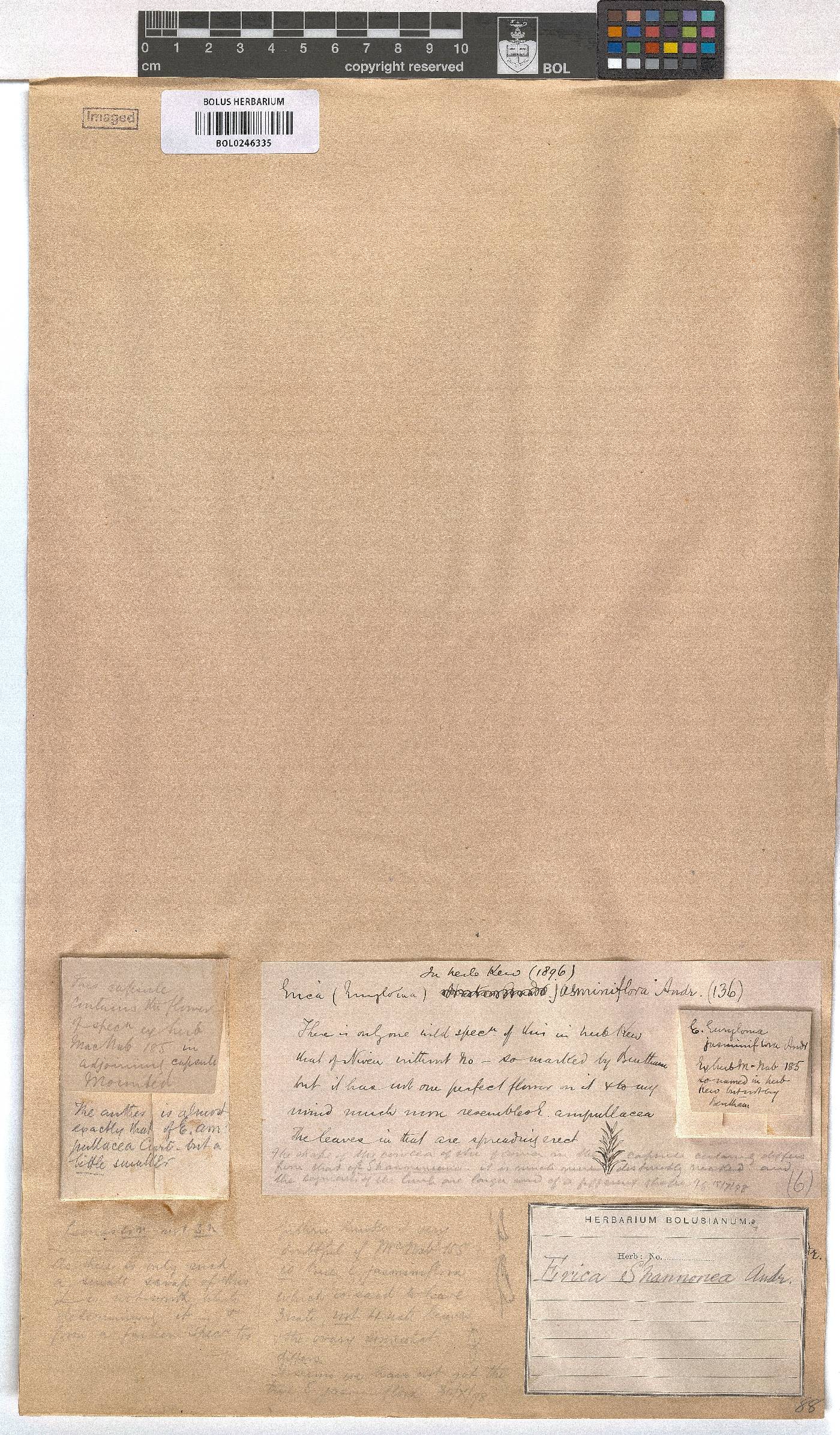 Erica shannonea image