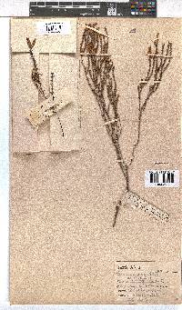 Erica curvifolia image