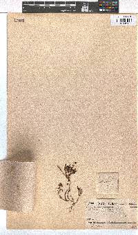 Erica rhodopis image