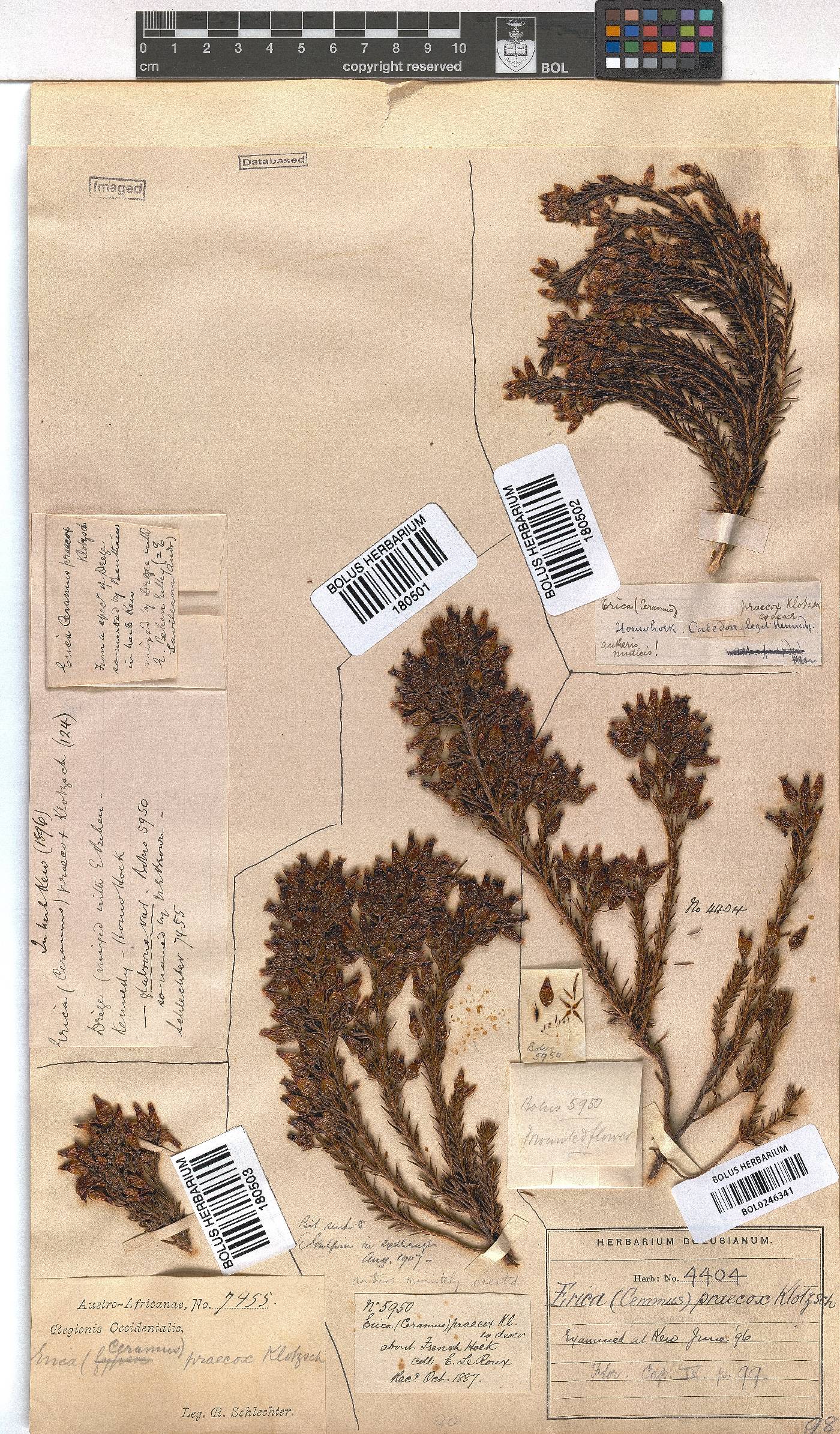 Erica praecox image