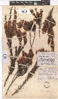 Erica transparens image