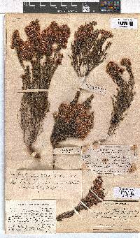 Erica transparens image