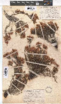 Erica transparens image