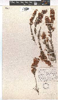 Erica transparens image