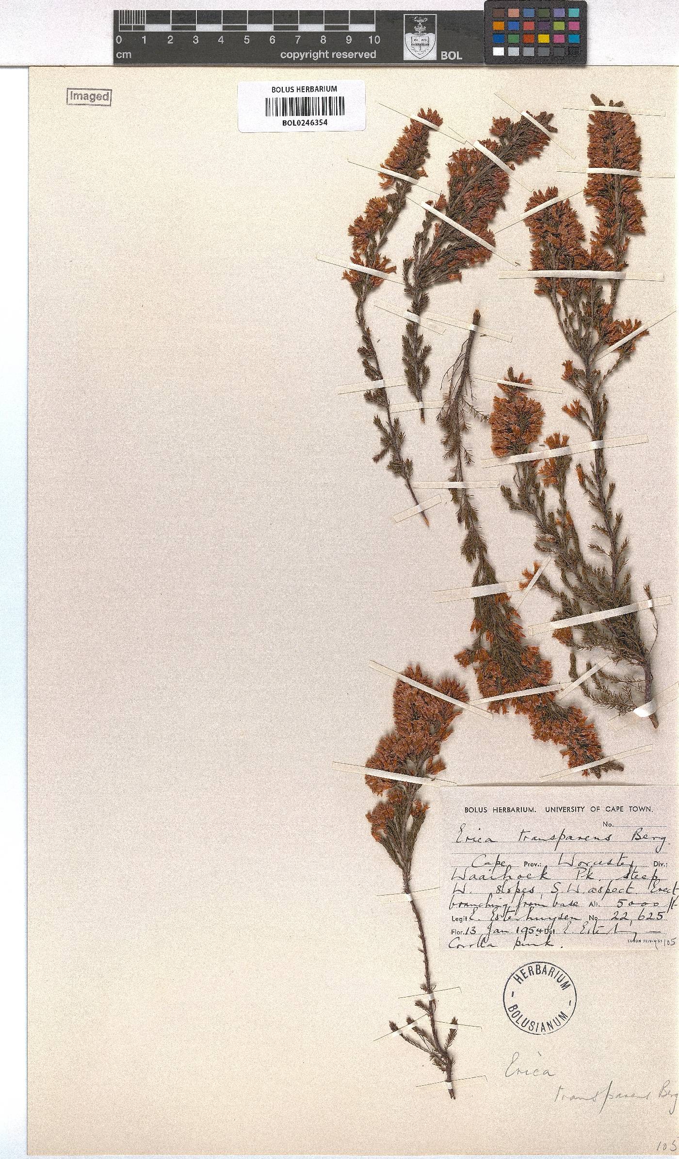 Erica transparens image