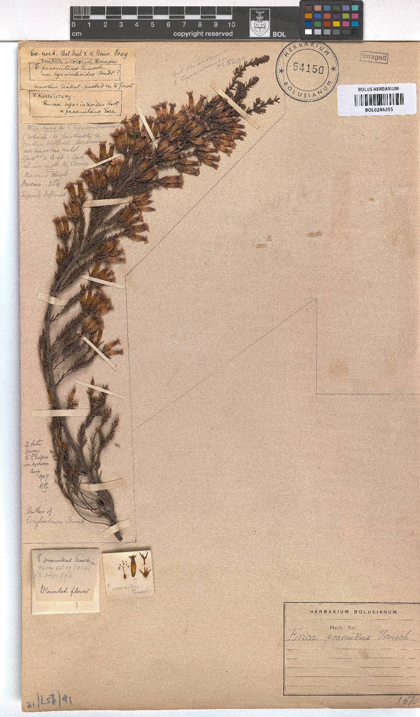 Erica praenitens image