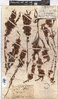 Erica daphniflora image