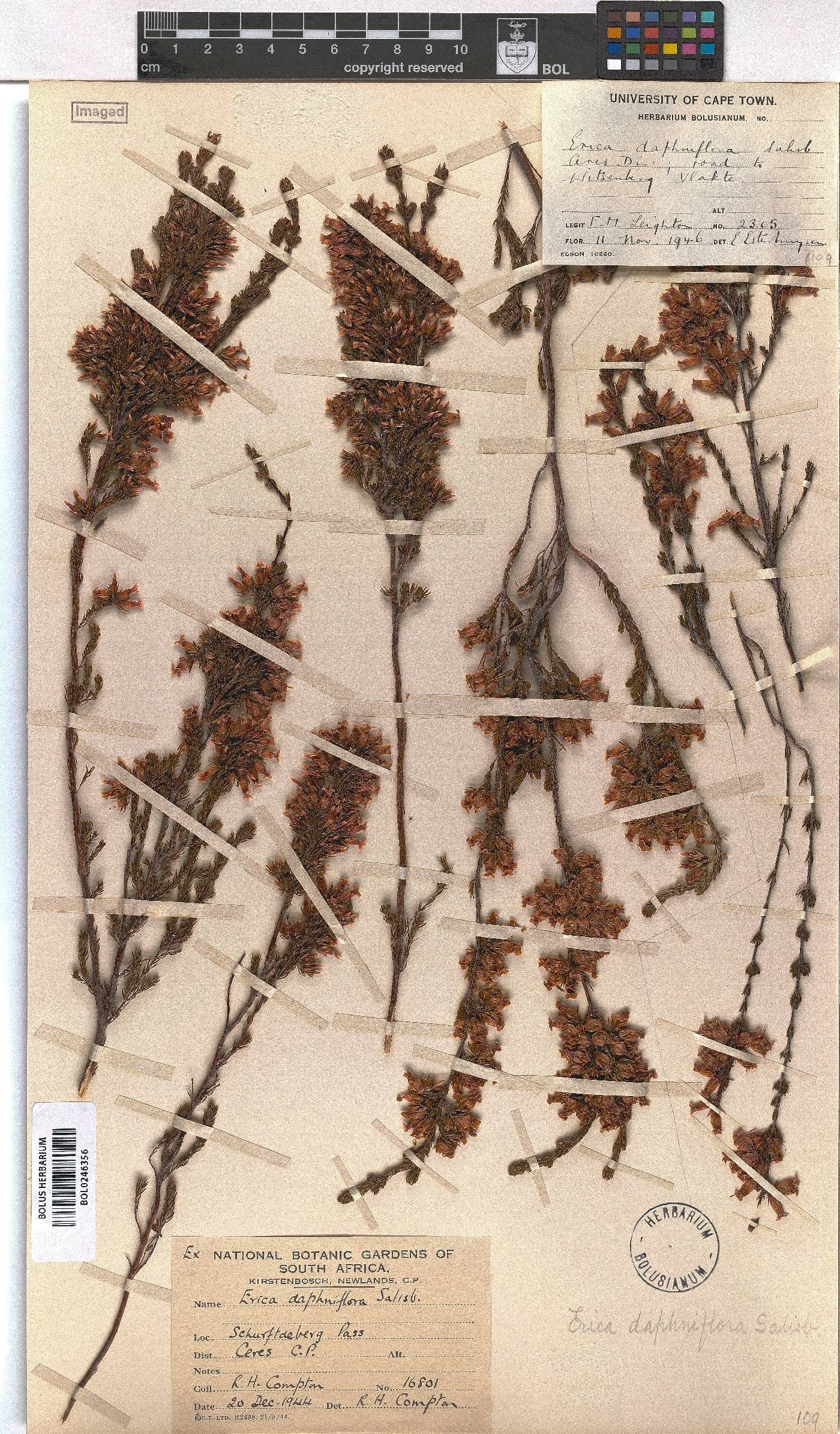 Erica daphniflora var. daphniflora image