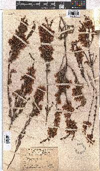 Erica daphniflora image