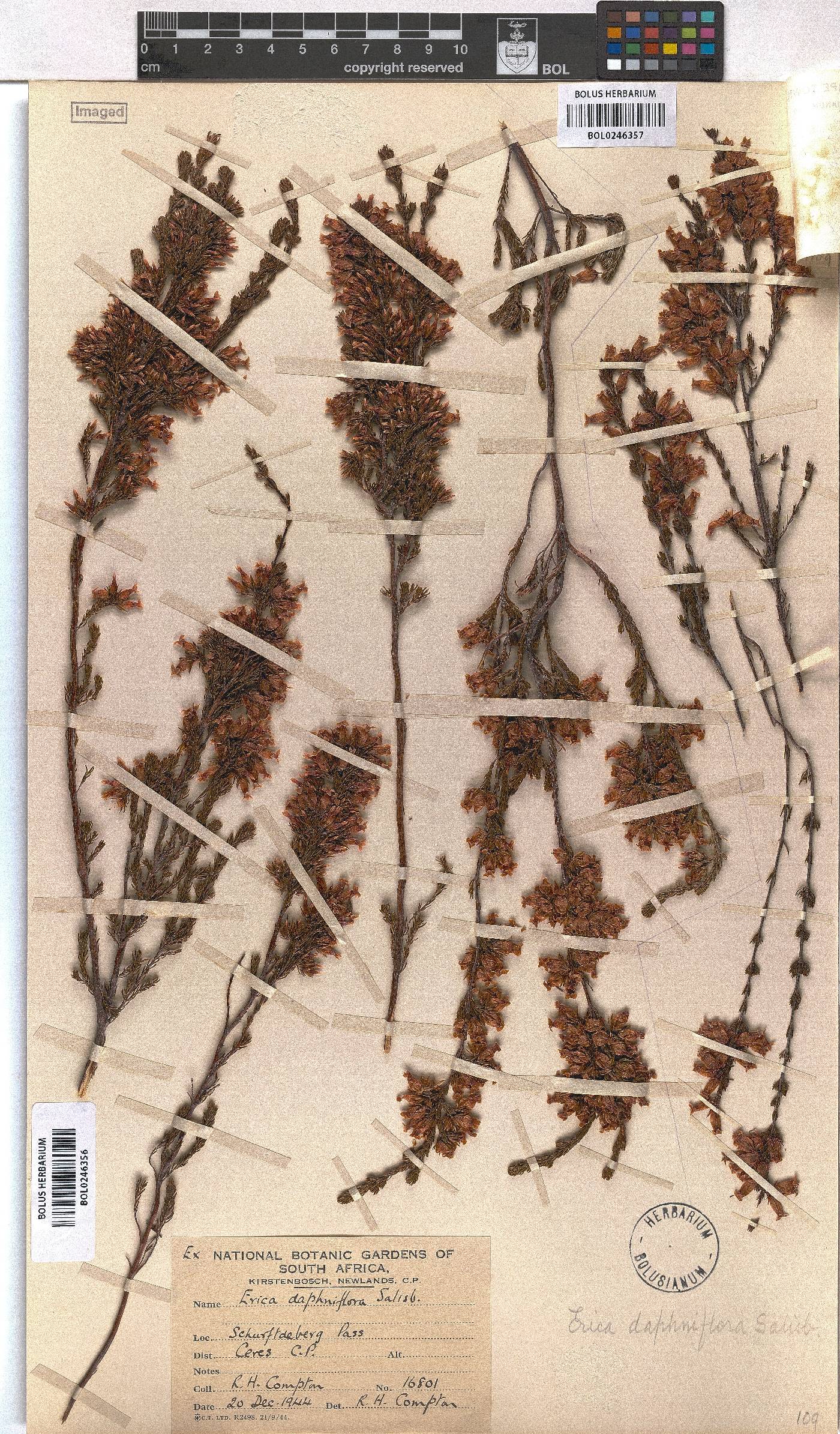 Erica daphniflora var. daphniflora image