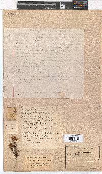 Erica denticulata image