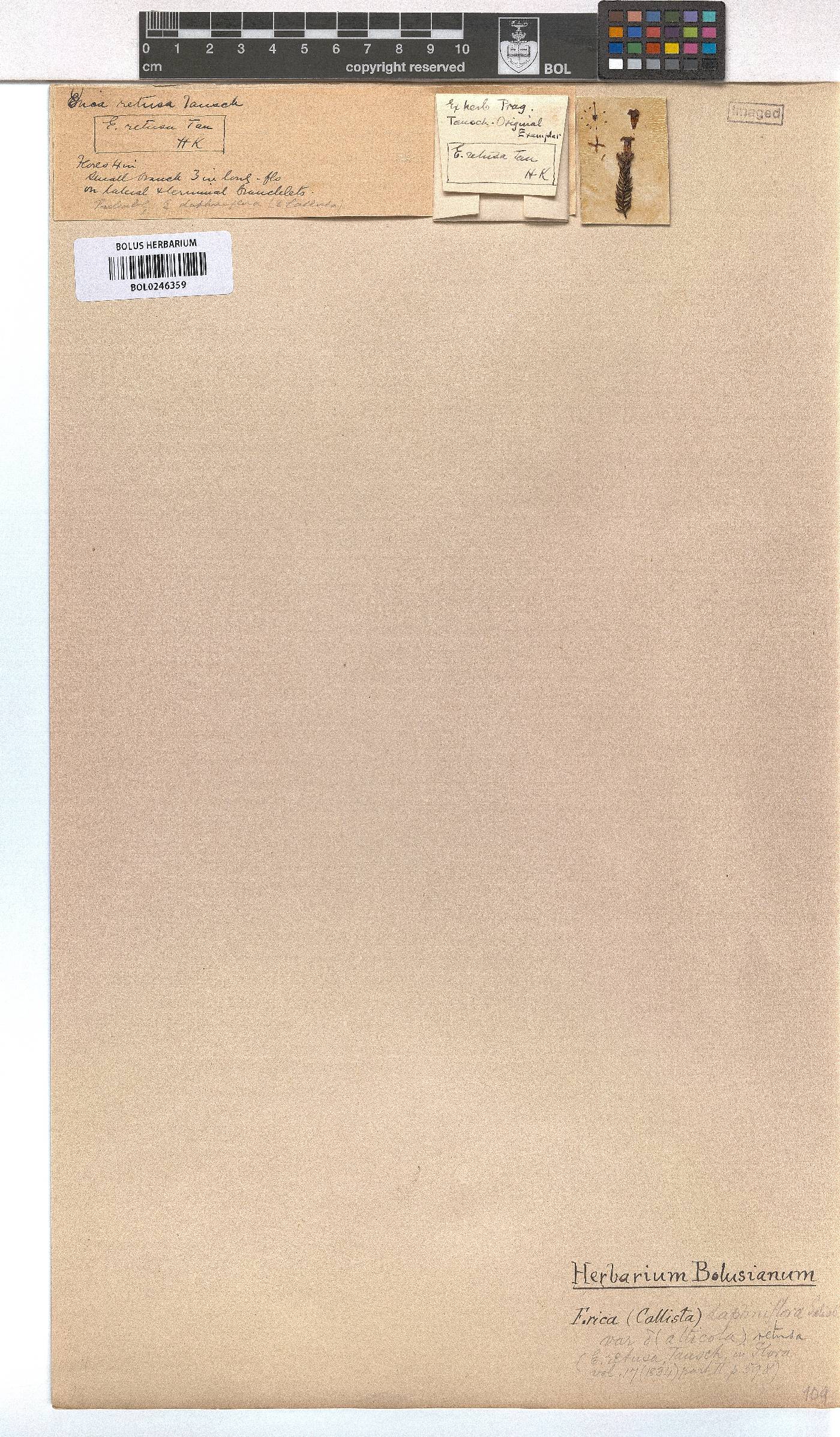 Erica denticulata var. retusa image