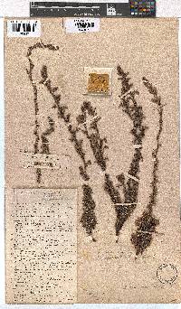 Erica glandulifera image