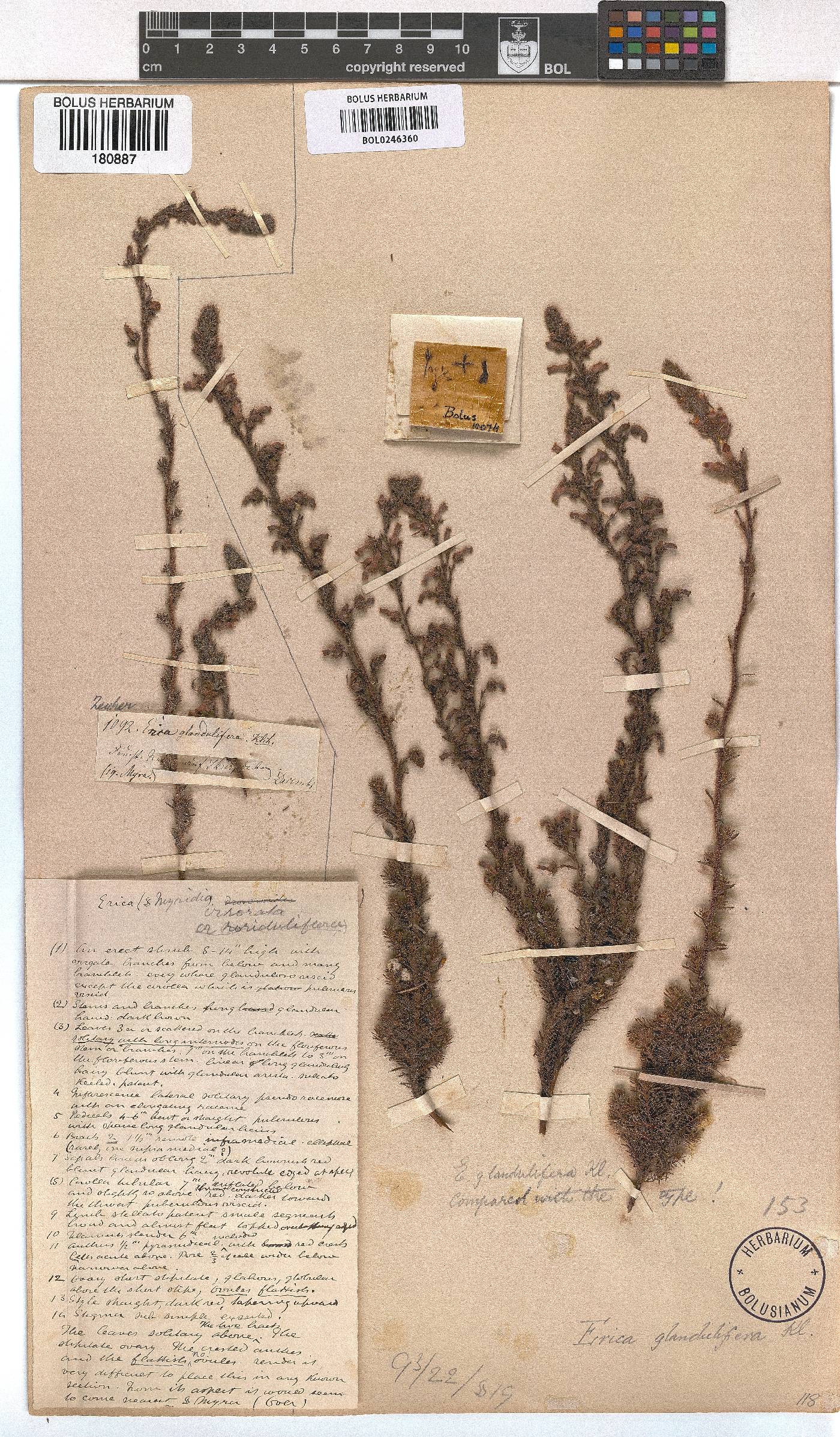 Erica glandulifera image