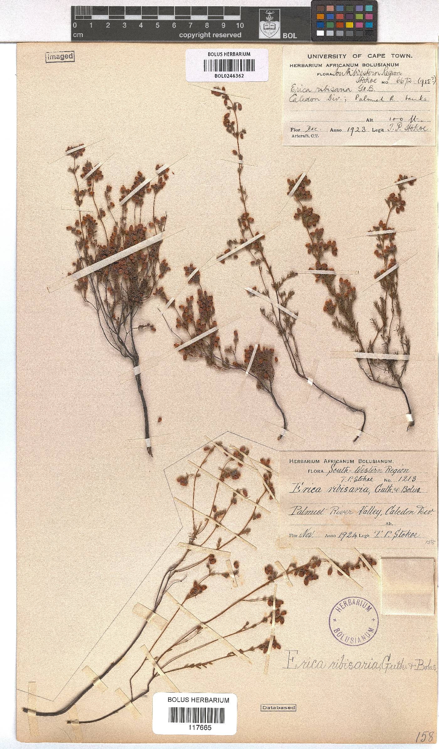 Erica ribisaria image