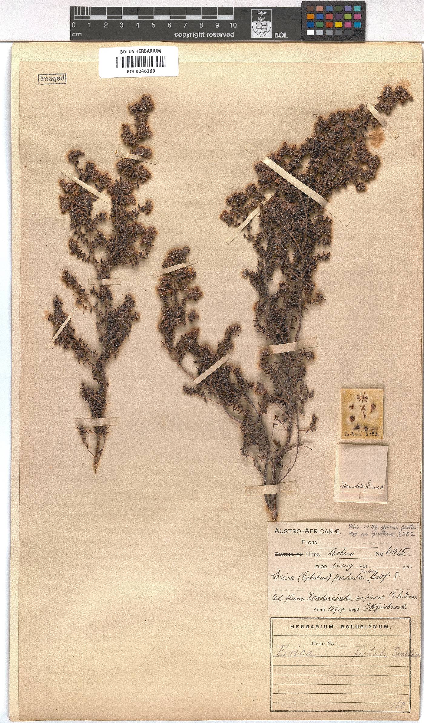 Erica perlata image
