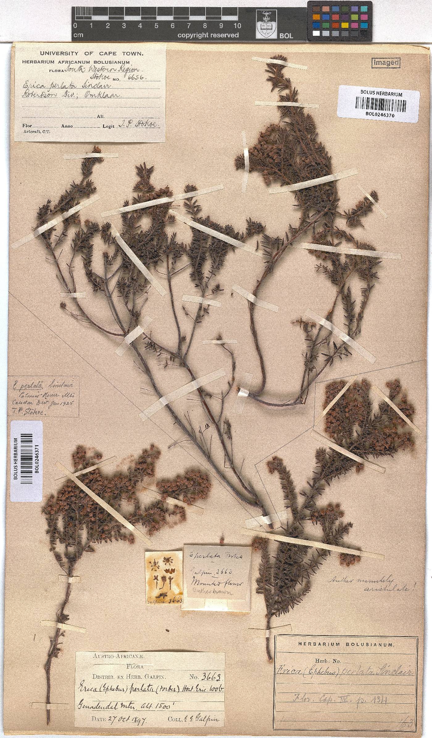 Erica perlata image