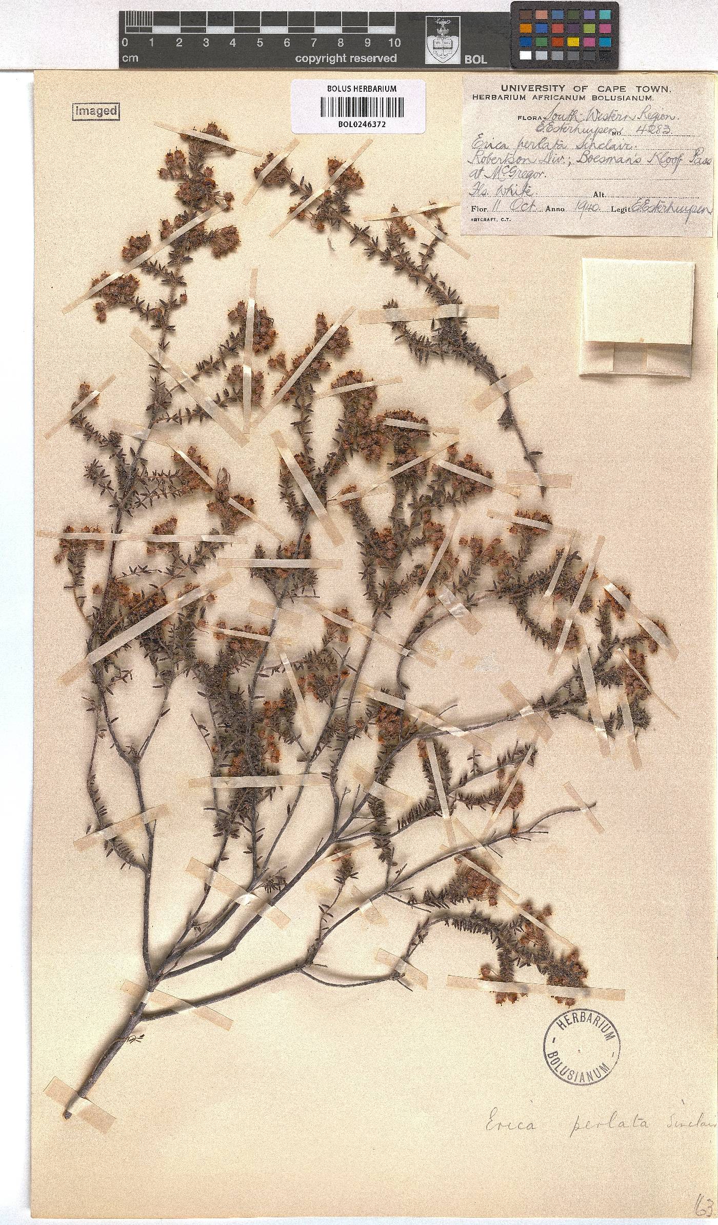 Erica perlata image