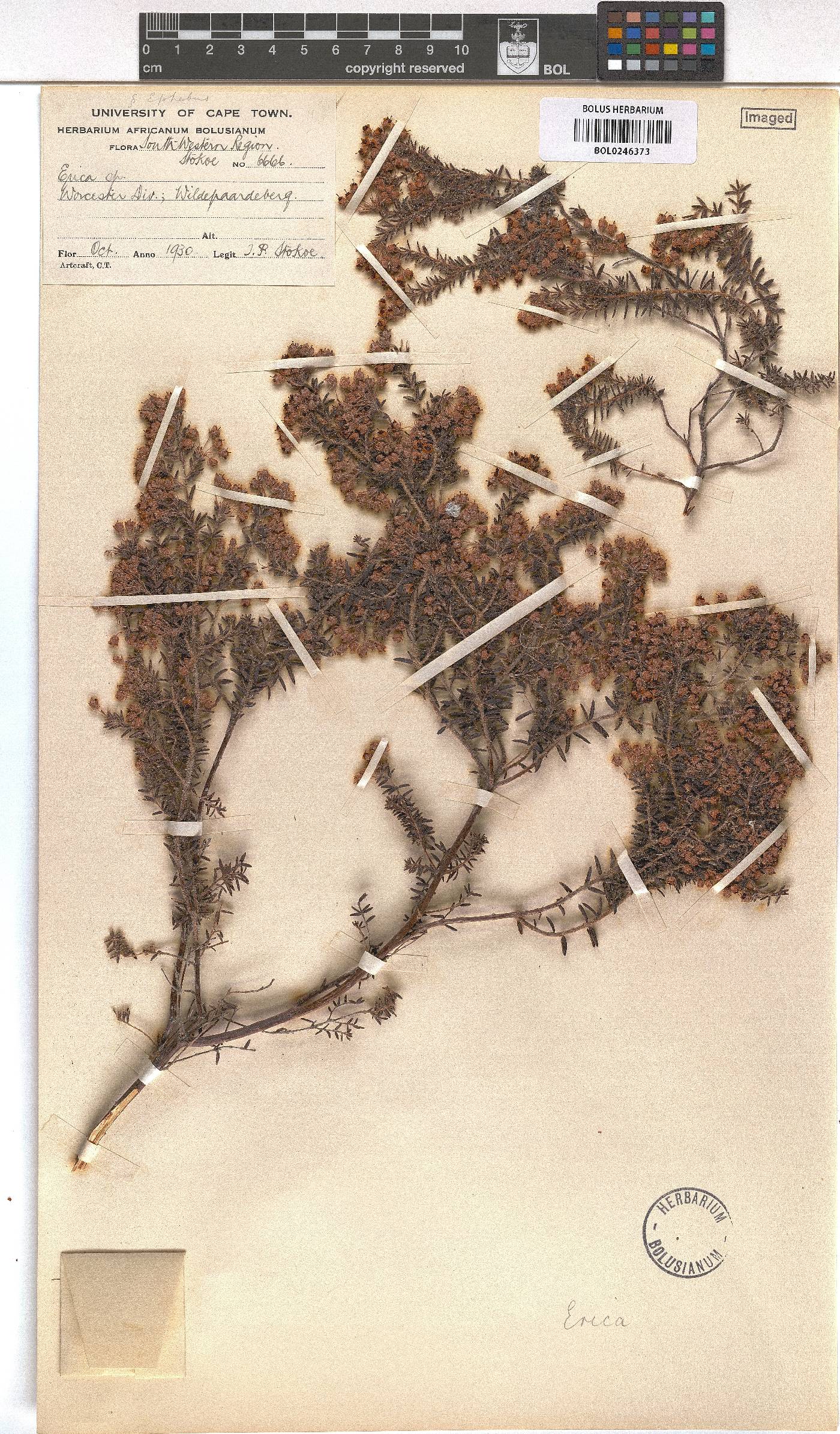 Erica perlata image