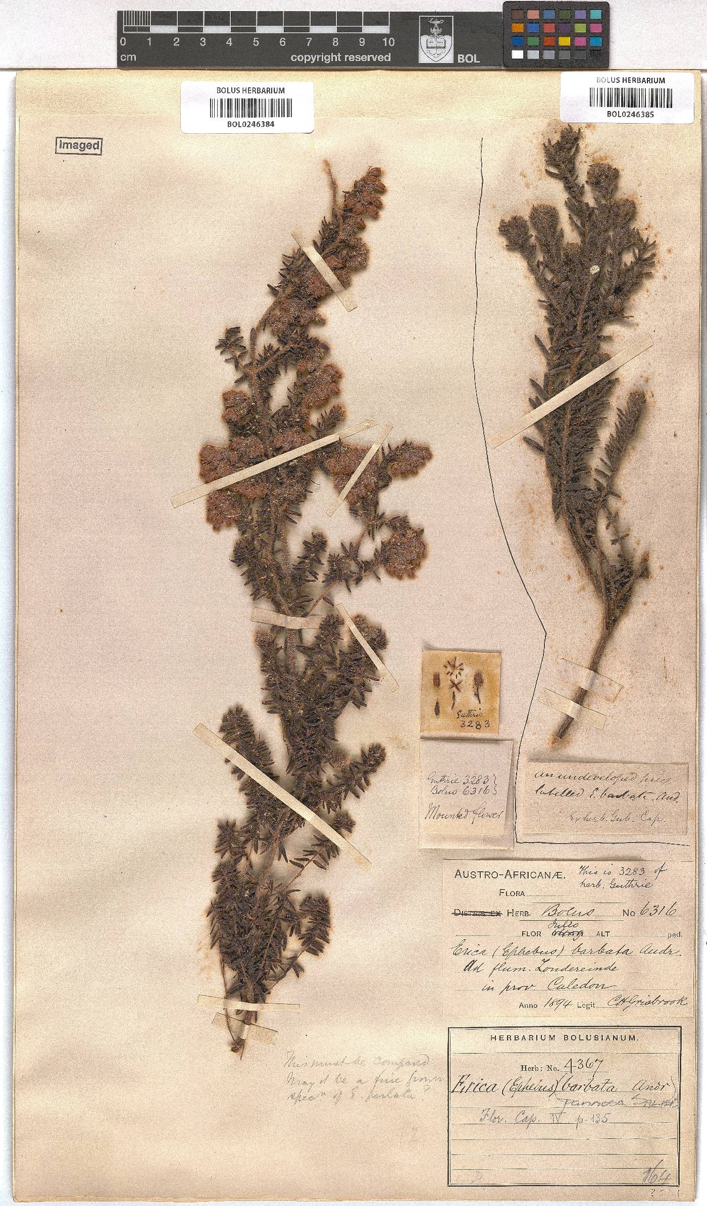 Erica pannosa image