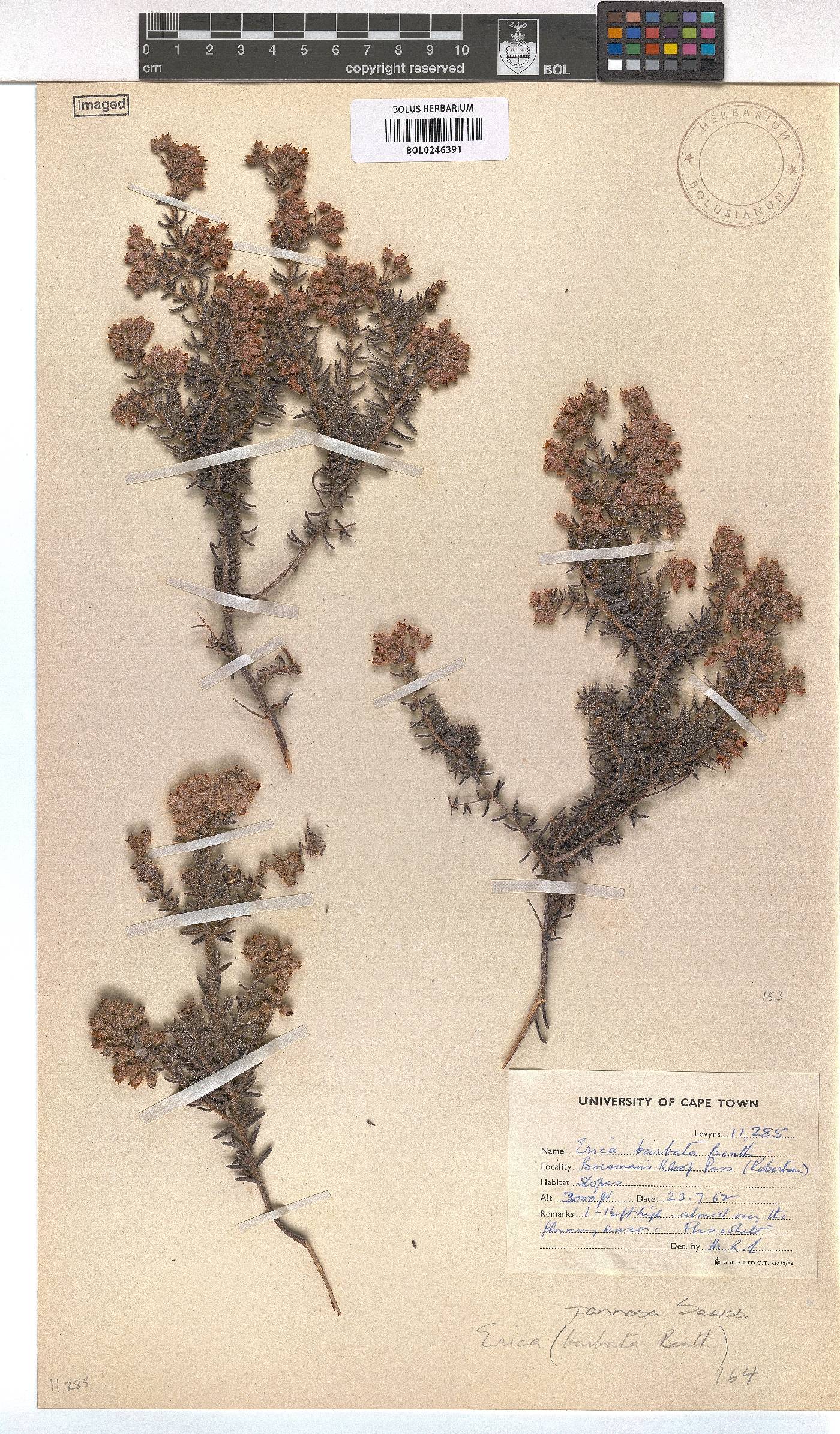 Erica pannosa image