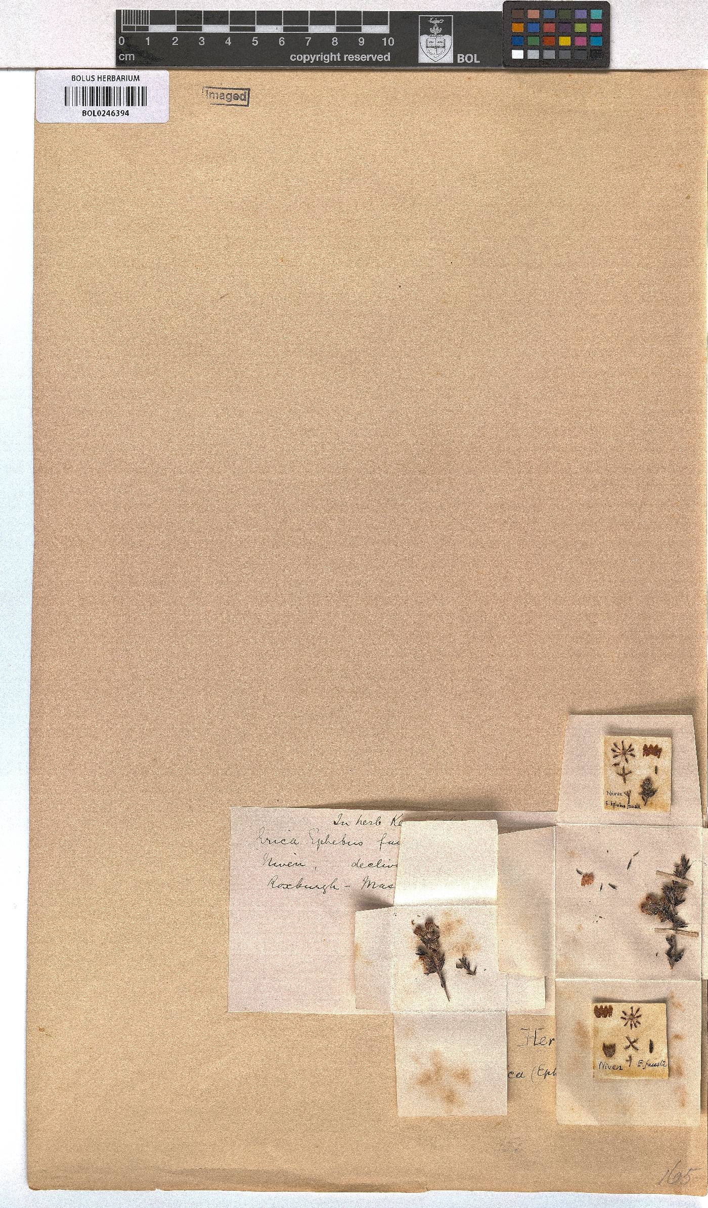 Erica fausta image