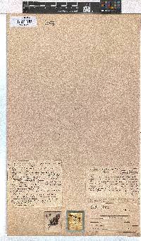 Erica lerouxiae image