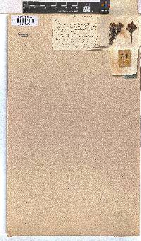 Erica lerouxiae image