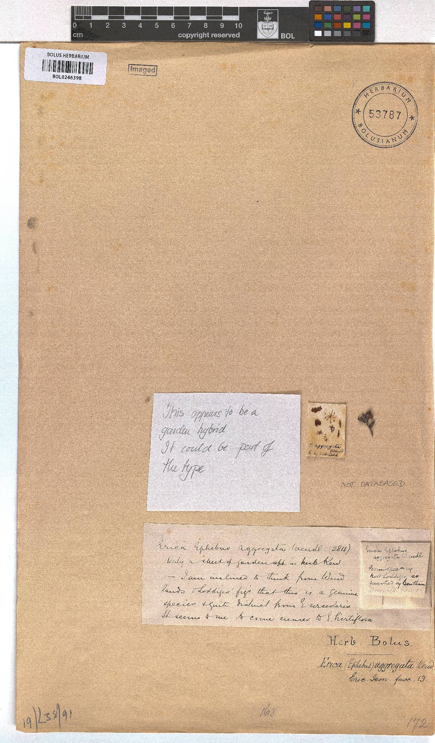 Erica × aggregata image