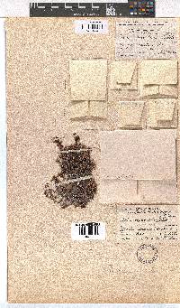 Erica utriculosa image