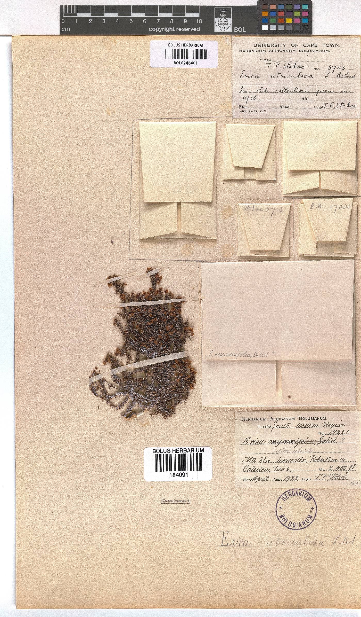 Erica utriculosa image