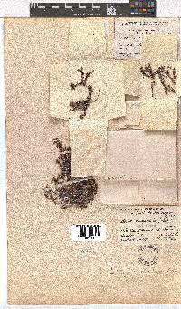 Erica utriculosa image