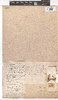 Erica conferta image