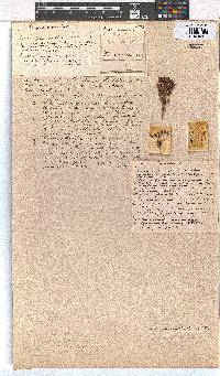 Erica filamentosa image