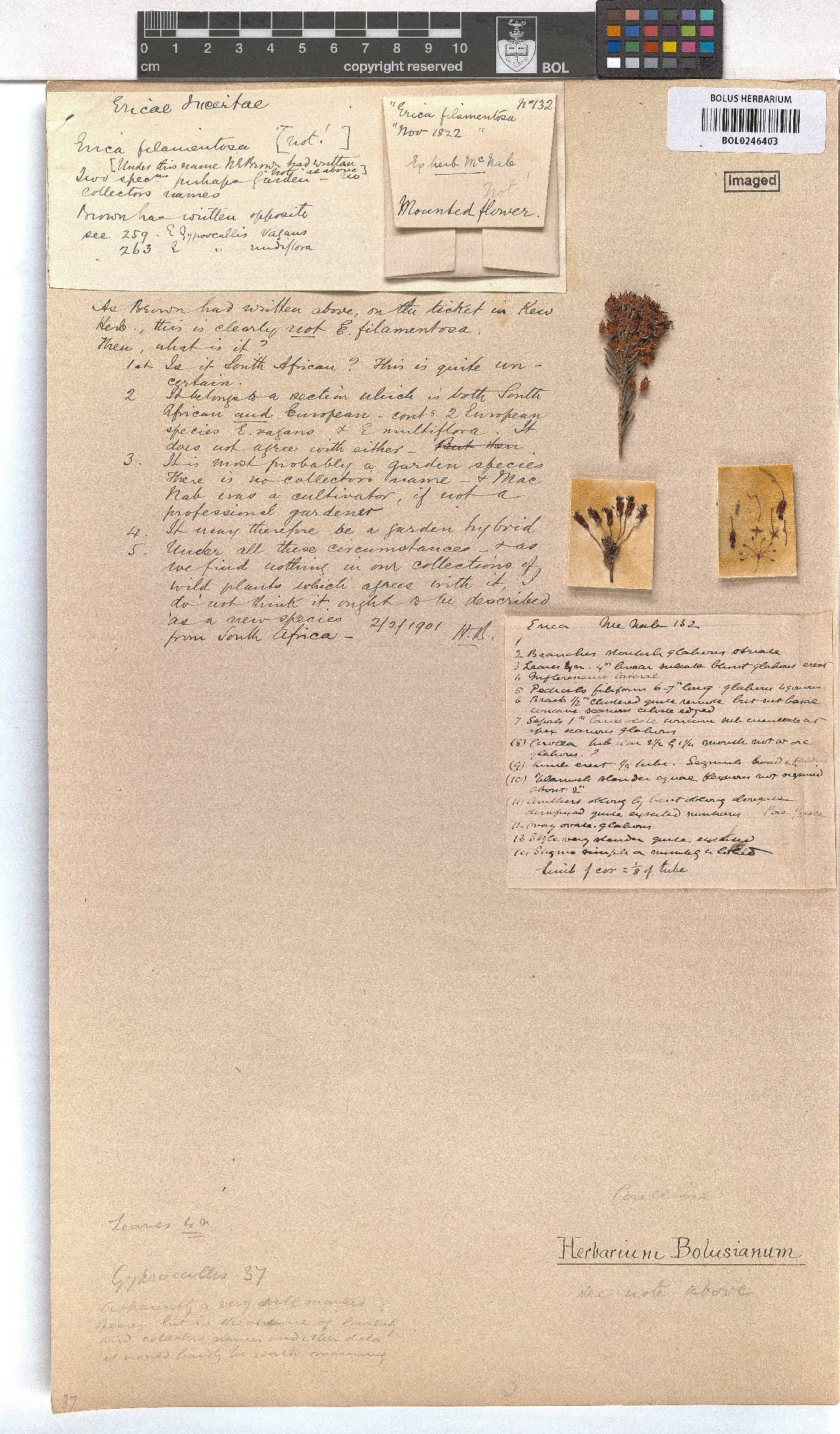 Erica filamentosa image