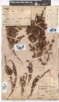 Erica simulans image