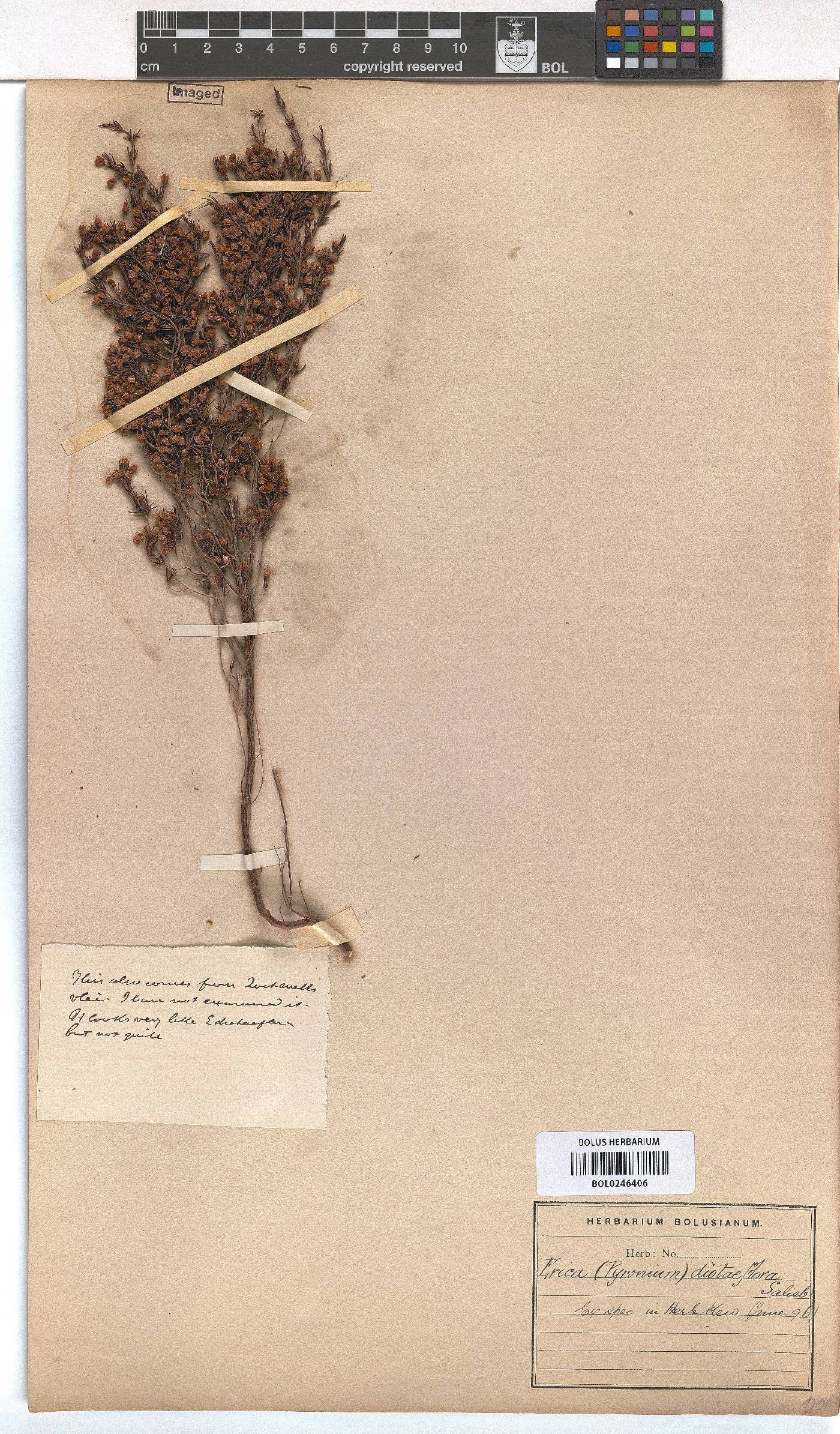 Erica diotiflora image