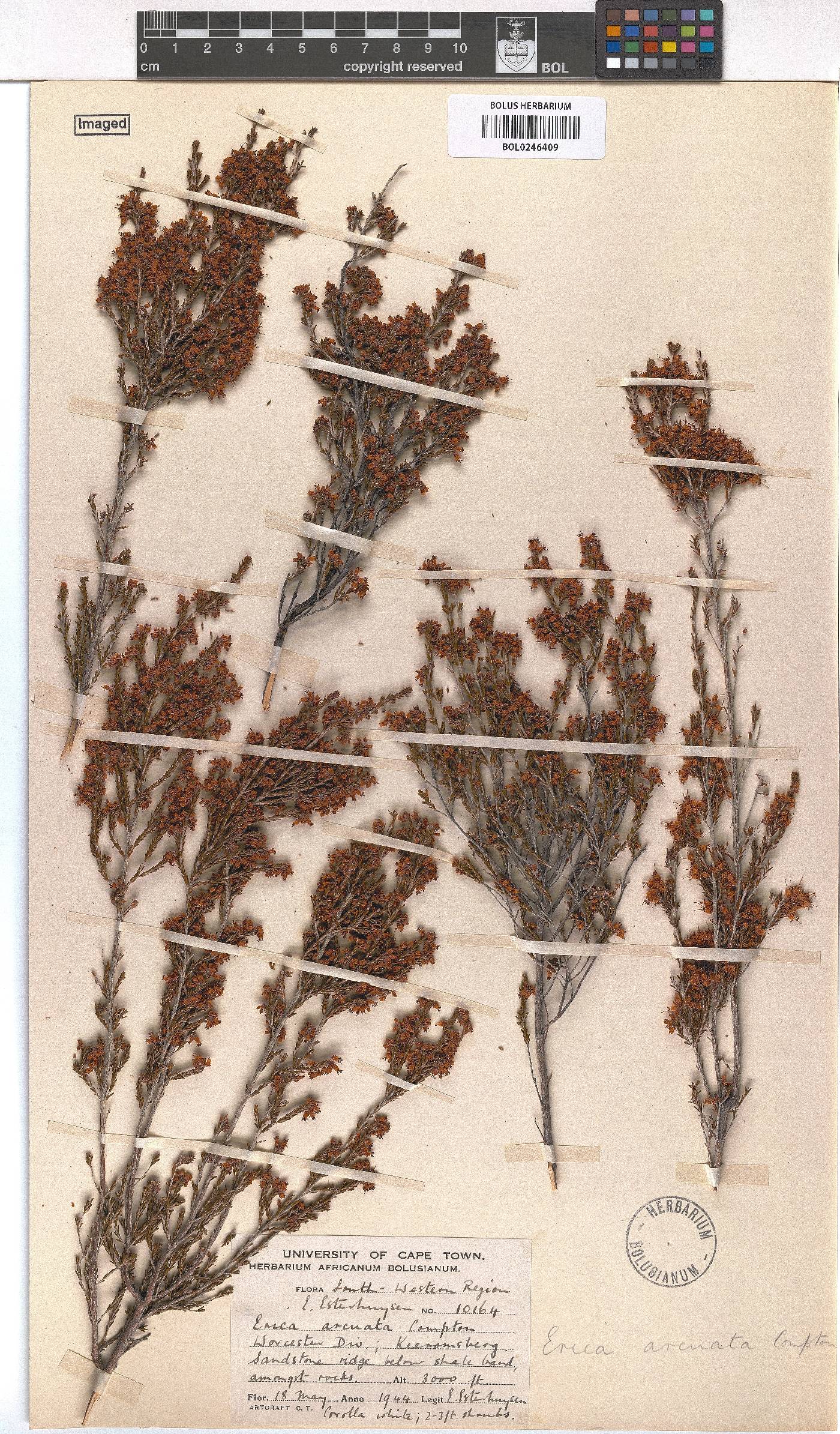 Erica arcuata image