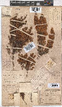 Erica quadrangularis image