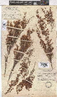 Erica quadrangularis image