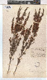 Erica cyathiformis image