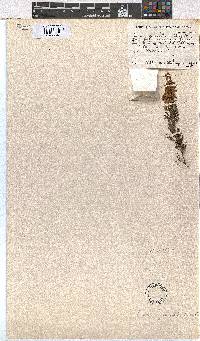 Erica gracilis image