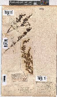 Erica subdivaricata image