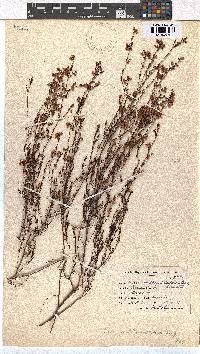Erica multumbellifera image