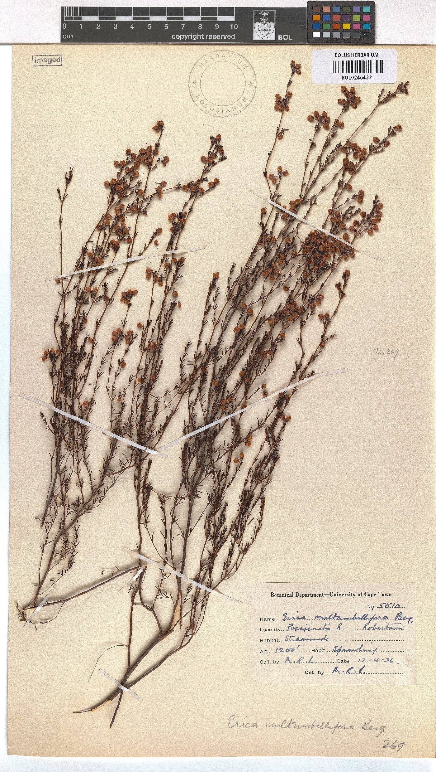 Erica multumbellifera image