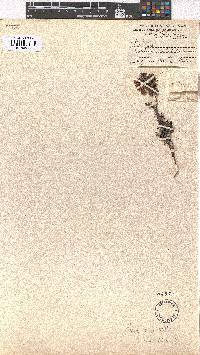 Erica glomiflora image