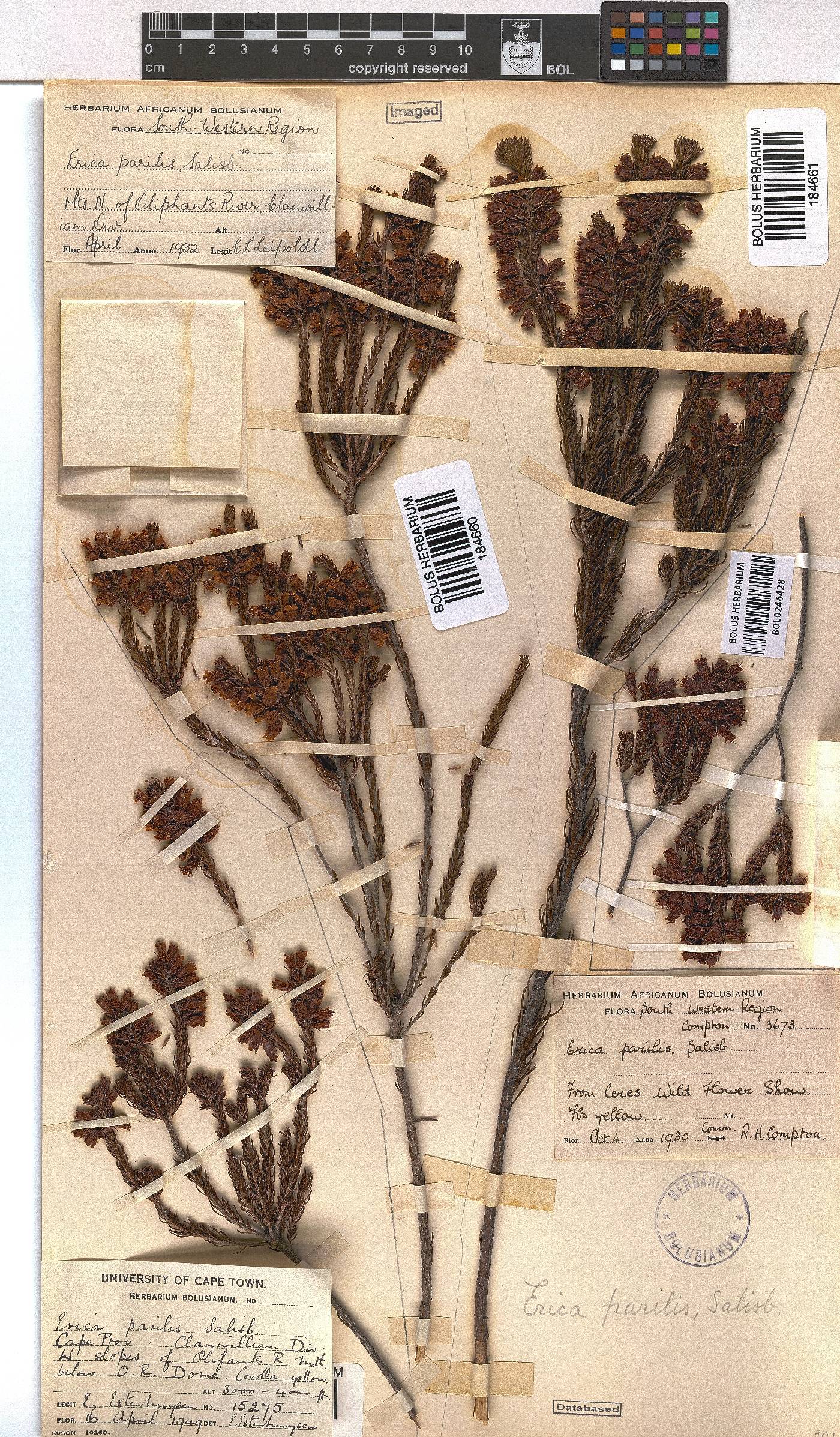 Erica parilis var. parilis image