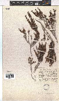 Erica hispidula image