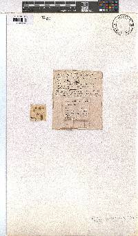 Erica sonderiana image