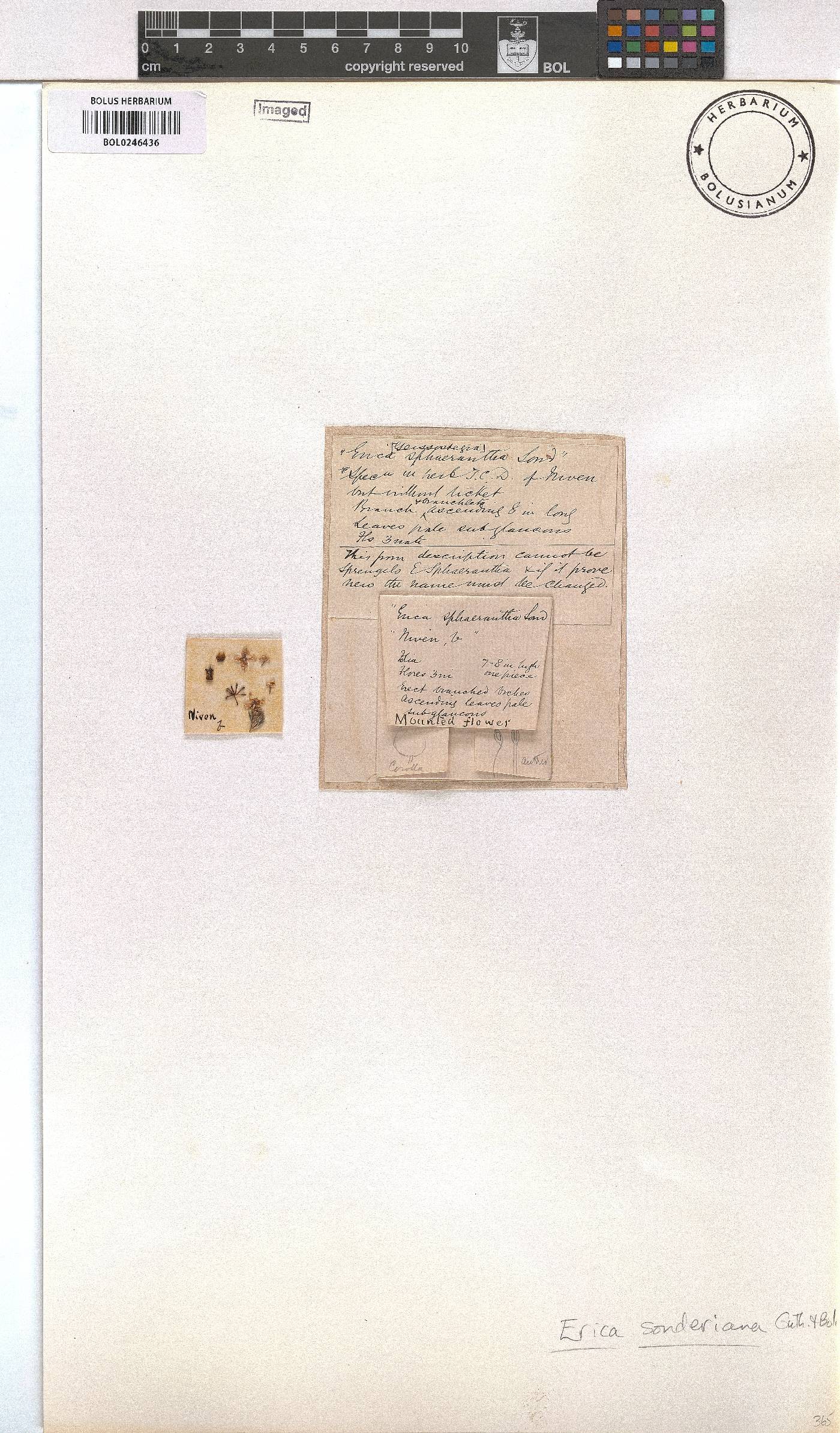 Erica sonderiana image